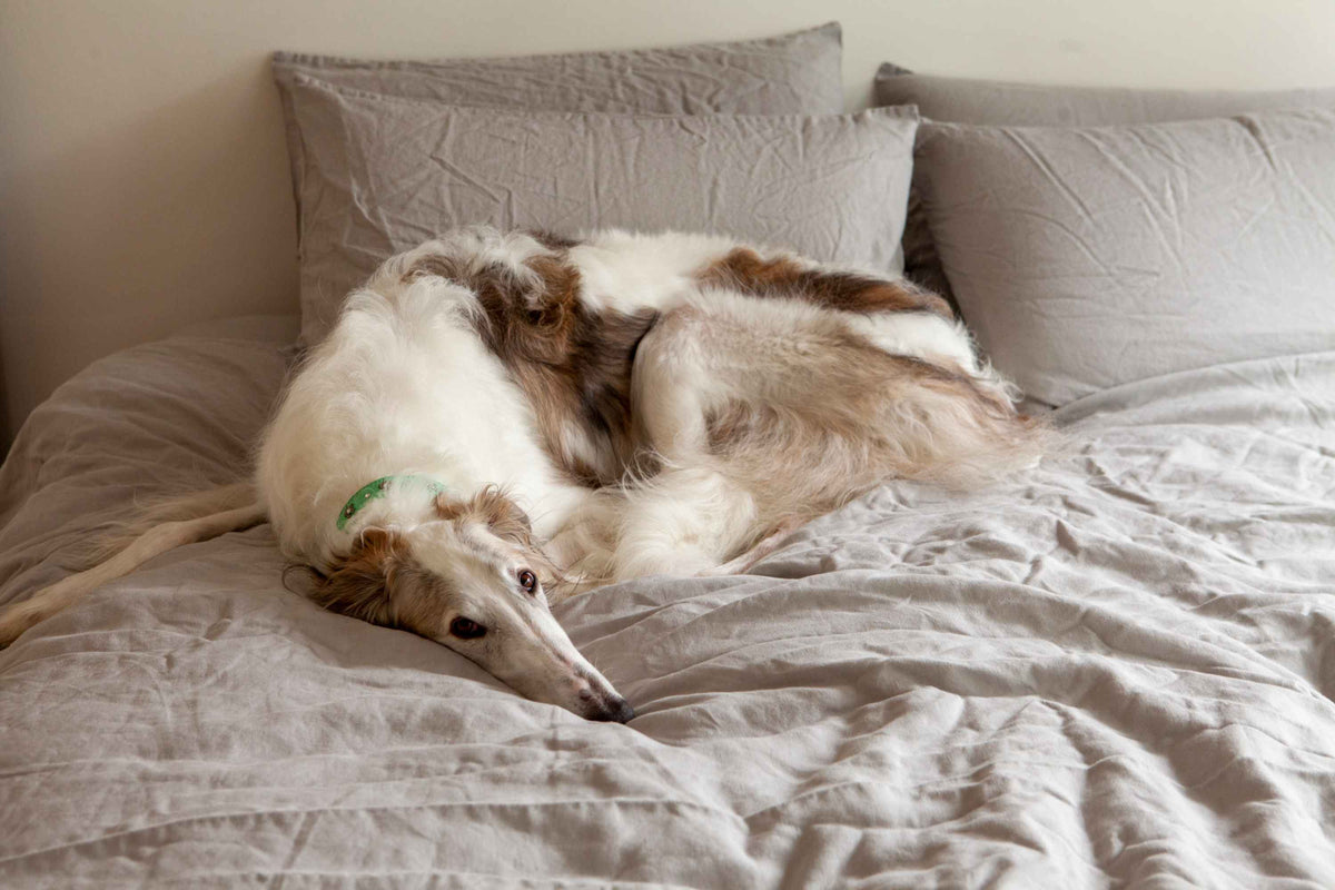 House Dog: Four Legged Friends From the IN BED Journal